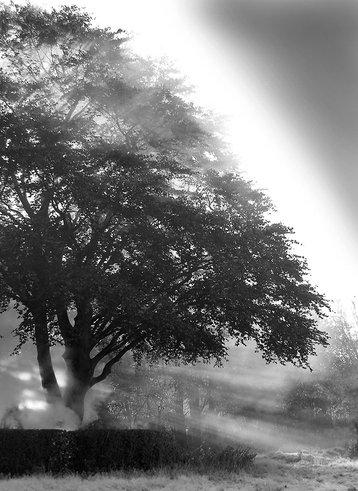 Light through the tree